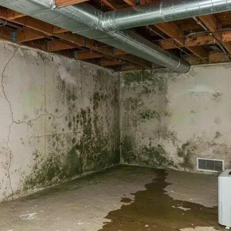 Professional Mold Removal in Nutter Fort, WV